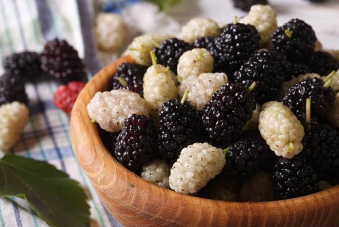 Festival-Mulberry – NKR.jpg