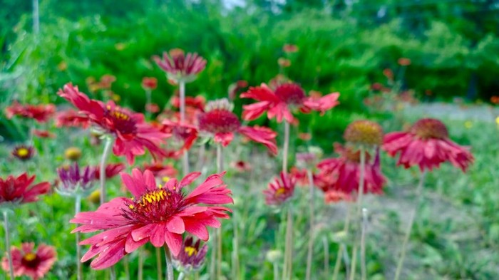 Botanical-Garden-armenia1.jpg